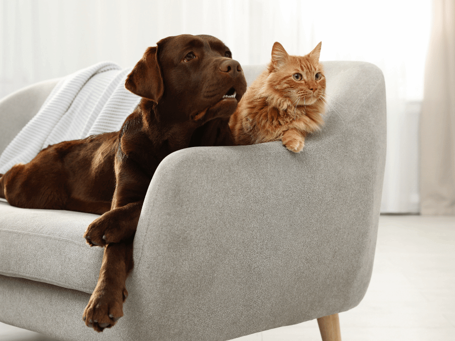 Communication Intuitive Animale Light - 11