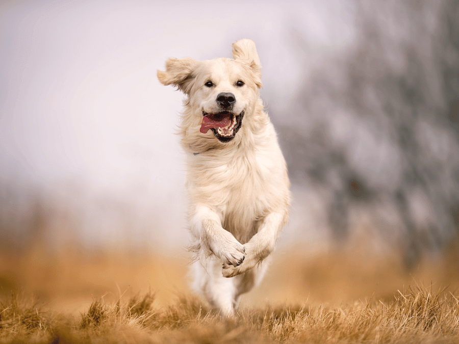 Chien courant dans un champs avec lalagnue sortie