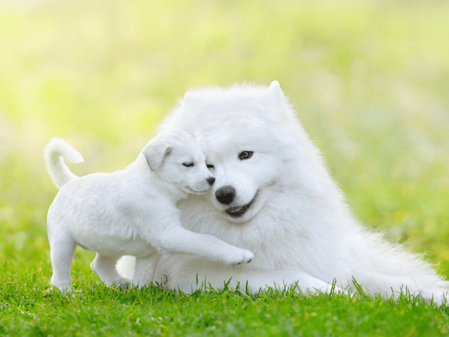 Communication Intuitive Animale Light - 18
